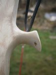 und das ist das komische Tierchen - es ehemaliger dicker Ast...