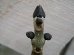 Esche 1 Knospe.jpg (137.23 KiB) 3543 mal betrachtet Knospe