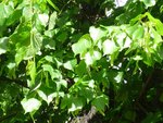 Common Lime_Tilia vulgaris.JPG