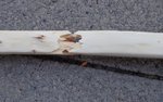 DSC01796.JPG