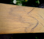 hier die einzelnen Schichten (Früh- und Spätholz) eines Jahresringes OHNE direkter Sonneneinstrahlung