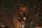 Quotenhund