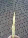 senenverlauf.jpg