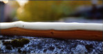 wood.jpg