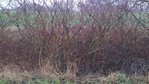 Habitat - Hartriegel.jpg (762.87 KiB) 20359 mal betrachtet Das Habitat