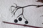 Knospen + Früchte - Hartriegel.jpg (558.73 KiB) 20359 mal betrachtet Alte Früchte und Knospen