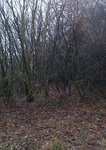 Habitat - Haselnuss.jpg (863.58 KiB) 20383 mal betrachtet Das Habitat