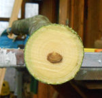 Querschnitt oben mit wenig <br />Kernholzanteil