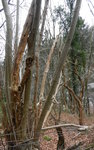 Hasel im Habitat.JPG (680.87 KiB) 15021 mal betrachtet Die Hasel im Habitat.