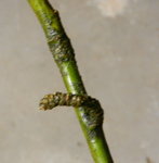 Goldregen-Knospe.JPG (503.5 KiB) 14964 mal betrachtet Goldregen-Knospe