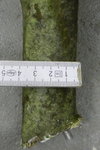 ca. 4cm Durchmesser.JPG (120.26 KiB) 14964 mal betrachtet knapp 4cm dünn
