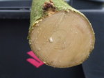 Schnittfläche