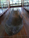 gut 3500 Jahre alter Einbaum