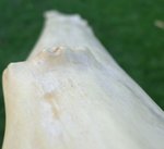 DSC00896.JPG