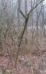 Pfaffe Habitat