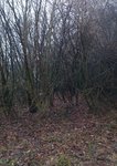 Hasel - Habitat (allerdings ist der Strauch nicht zu sehen)
