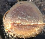 Kreuzdorn mit schönem Farbenspiel