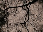 Blick nach oben - filigran verzweigtes Faulbaumgestrüpp