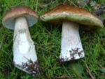 Steinpilz-Vergleich.jpg (122.76 KiB) 6234 mal betrachtet Steinpilz-Vergleich