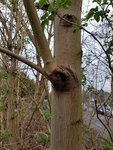 20170318_121827.jpg (467.41 KiB) 4577 mal betrachtet der Baum
