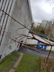 20170318_121841.jpg (215.52 KiB) 4577 mal betrachtet Die Knospen