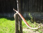 IMG_1873scharf.jpg
