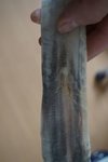 DSC08913.jpg (81.82 KiB) 6551 mal betrachtet Das zweite Horn ähnlicher Riss an der selben Stelle